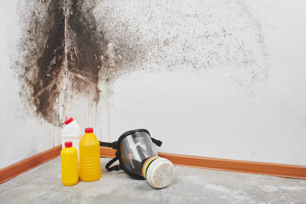 Best Attic Mold Removal  in Denver, IA
