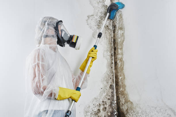 Best Affordable Mold Removal  in Denver, IA