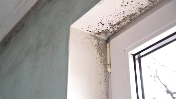 Best Emergency Mold Removal  in Denver, IA