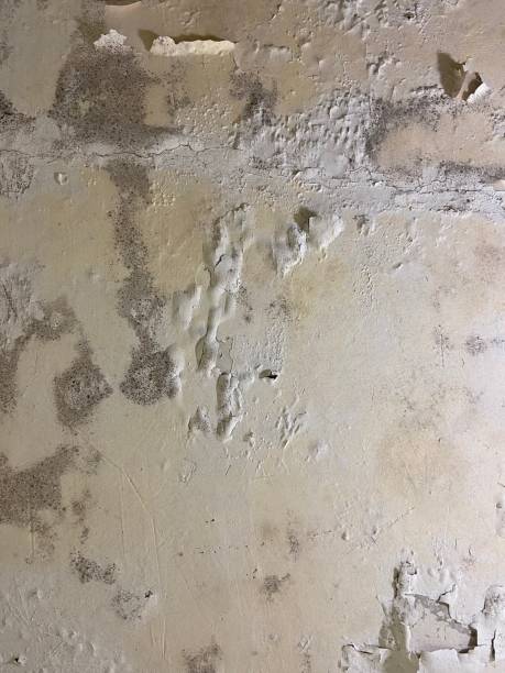 Mold Removal and Inspection in Denver, IA