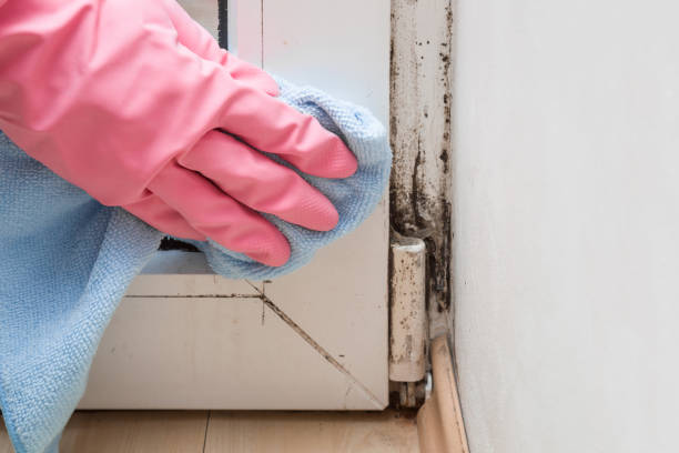 Best Commercial Mold Removal  in Denver, IA