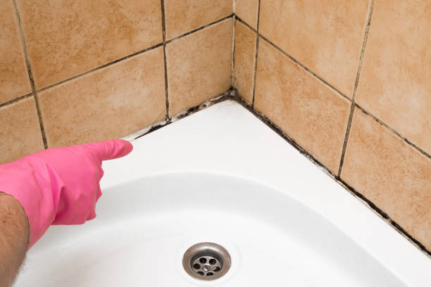 Reliable Denver, IA Mold Removal Solutions